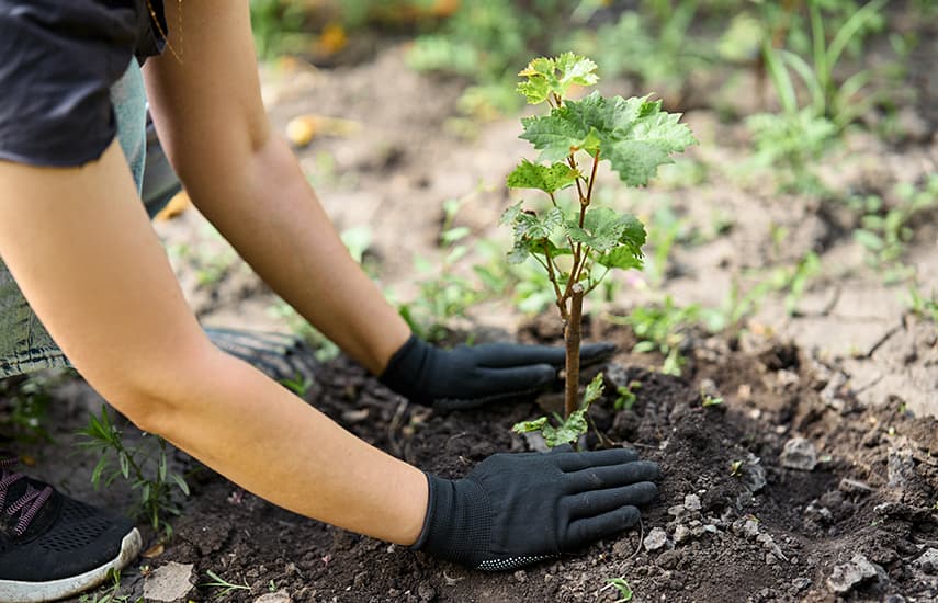 Regeln für das Pflanzen von Reben im Frühjahr