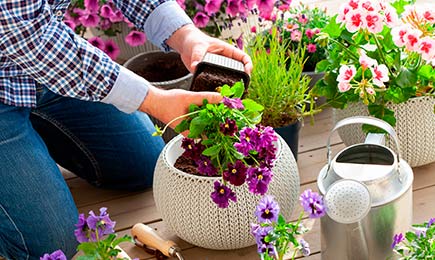 Blumenpreisrückgang | Haus und Garten